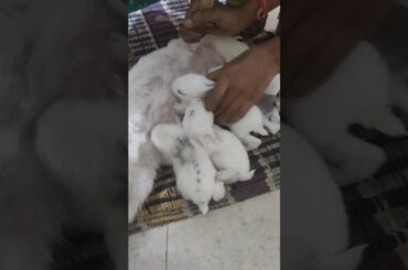 Baby Rabbits Feeding Time | Cuteness Overload