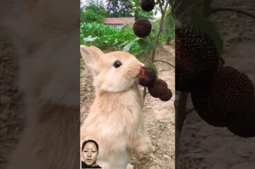 cute bunny #shortsfeed #shorts #greenscreen #reactionvideo #cute #penguins #pets #animals