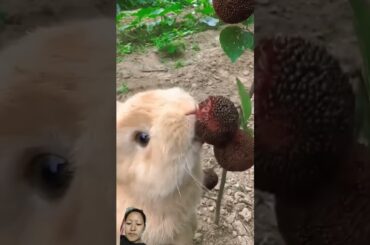 cute bunny #shortsfeed #shorts #greenscreen #reactionvideo #cute #penguins #pets #animals