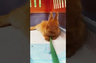 Cute Rabbit Videos That Will MELT Your Heart! | #cute #rabbit #pets #animals
