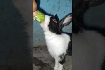 little cute bunny video #cute #funnyanimal #bunny #rabbit video