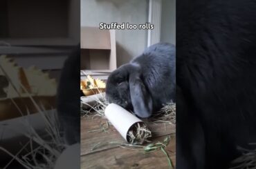 which one is your bun picking? #rabbitcare #cutebunny #springonyoutube