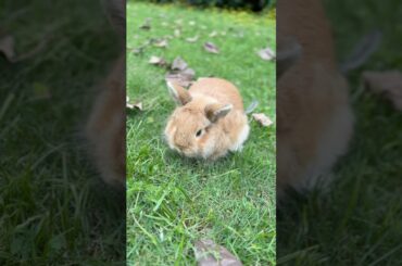 #rabbit #mycuterabbit #cute #bunny #animals #cuteanimals #pets #happy #funny #fruit