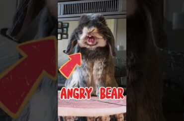 Cute rabbit got angry.#rabbit #bunny #funnyanimals #funny