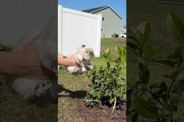 Reasons why my bunny got mad