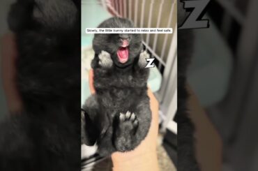 This girl found a baby Bunny in the dirt #shorts #animals