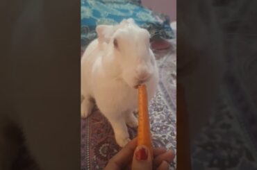 #rabbit #bunny #vegetables #cutebunny #pets #animal #mybunny #cute #mammal #mycuterabbit #funny