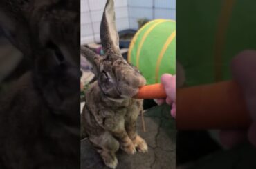 Cute Rabbit Eating Tasty Treat