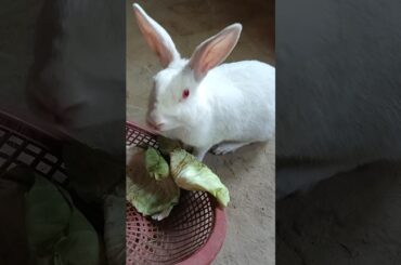 #rabbiteatinggreenleaf #viralvideo #cutebunny #shortvideo #smallpet #pet #cute #rabbit #baby