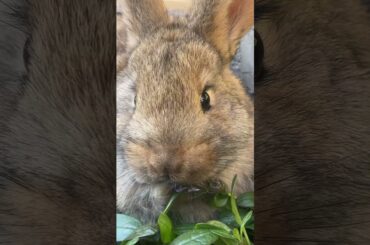 cute little pastoral Bunny pet #rabbit #cute #bunny #mycuterabbit #cuteanimals #cutebunny