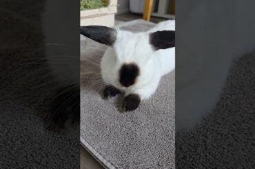 Booping my Bunny  #bunny #rabbit#cutebunny #cute #animals  #mybunny