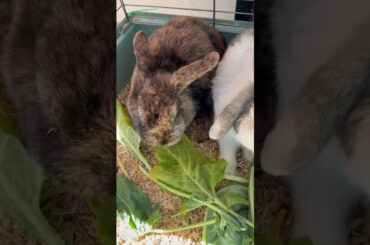 Cute bunnies #rabbit #cute #bunny #cuteanimals #cutebunny #petrabbit #animal #mycuterabbit