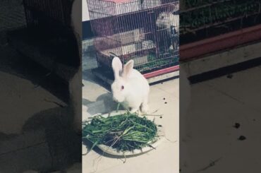 Eri jenny vlogs #cutebaby #cute #baby #bunny #rabbit #mybunny #shorts #short #mycuterabbit #cute