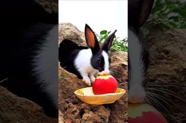 The cute rabbit saw the red apple from inside the hole and quietly started eating it. #rabbit