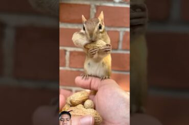 #cute #squirrel #funny #animals #chipmunk #rabbit #bunny #cutebunny #pets #rabbitbaby