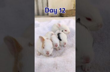 Rabbit Growth - Baby Rabbit Growing Up Day By Day #cute #rabbit #animals #pets