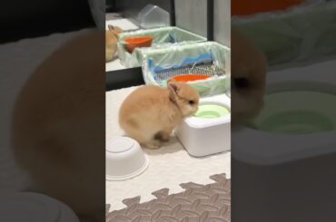 Crazy Rabbits #amazing #rabbit #bunny #rabbits #pets #animals