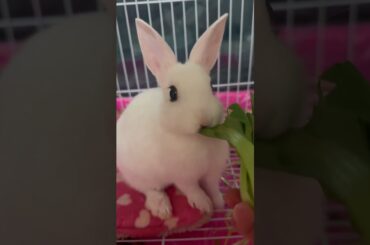 #cute #rabbit