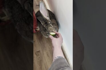 Don't Think My Rabbit Likes This