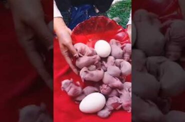 How rabbits give birth _ Cute baby rabbits #shortsfeed #rabbit #cute #mycuterabbit
