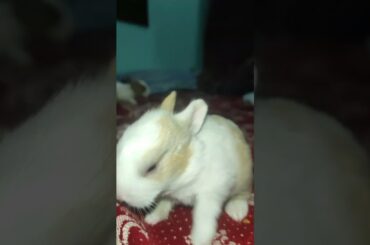 #rabbit #bunny #cute #cutebunny #pets #rabbitbaby #wheatgrass #funny #animallife