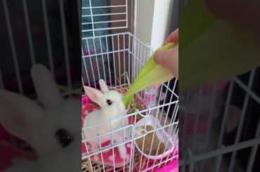 #cute #rabbit