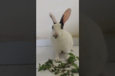 Bunny Tales | Eating Mint #cute #rabbit #animals #bunny #bunnylife