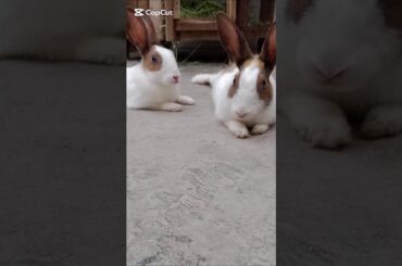 Rabbits: The Masters of Peaceful Living brown and White rabbit #rabbitvideos #cute #pet