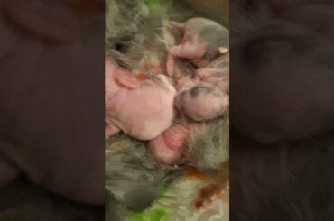 Newborn Holland Lop bunnies snuggled in their nest #cute #rabbit #babyrabbit #bunny #hollandlop