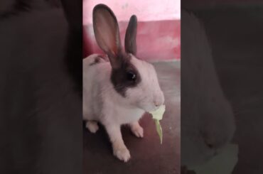 eating cabbage leaves cute bunny #funny #entertainment video #youtubeshorts #viralvideo