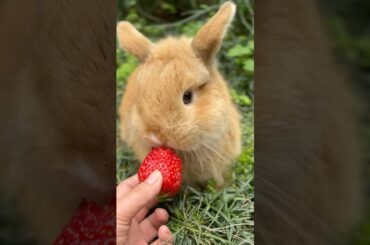 #rabbit #mycuterabbit #cute #bunny #animals #pets #happy #cuteanimals #funny#fruit#battery