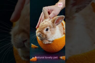 Playful Citrus Bunny #cute #rabbit #cuteanimal #animals #cuterabbit #cutepet