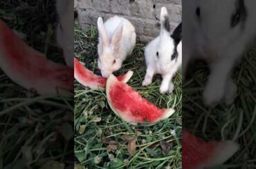 So Cute Rabbits very funny video #rabbit #cuteanimal #cutebunny