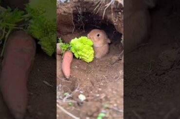 Cute Baby Rabbit Eating in Its Burrow | Adorable Bunny Close-Up#BabyRabbit #CuteBunny #RabbitEating