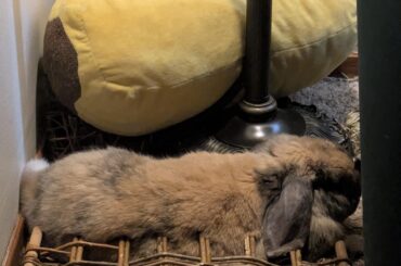 Iron maiden but make it a willow tent