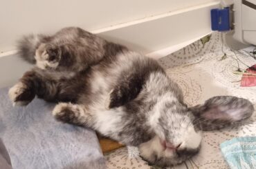 Hi all. This is Dante, my bun, who likes to sleep in the strangest positions.😆