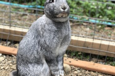 Dornröschen, the Flemish Giant