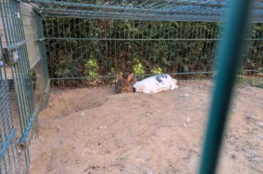 Bun-friend as a sleeping mask