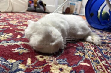 Be sure to let your baguette rest…