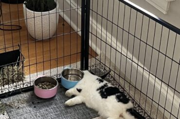 His favorite nap place