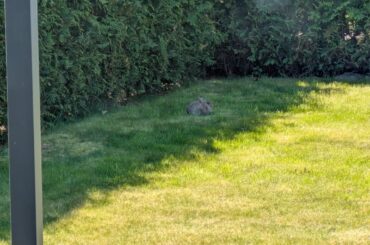 I found the easter bun!