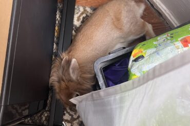 This ain’t it but he chillin i guess