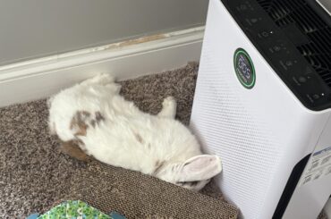 mind you he has his own couch!