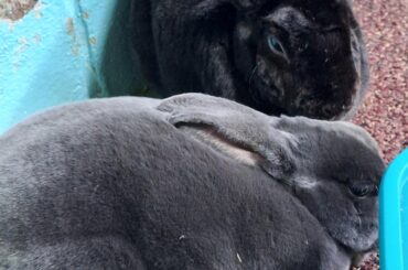 Did someone order two loaves of bun?