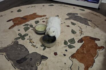 After the bowl is empty, it becomes a pillow