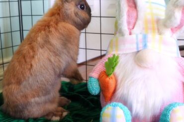 👀Sneaky Endeavors🐰