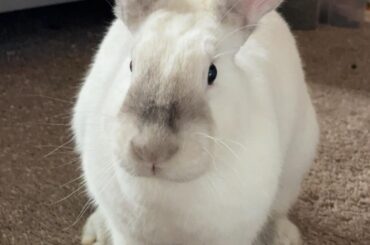 Shame her she destroyed her play pen.