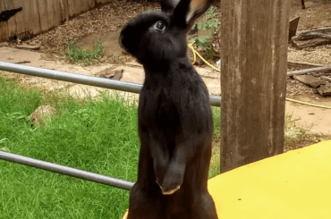 Here is my late bunny B-Rex.