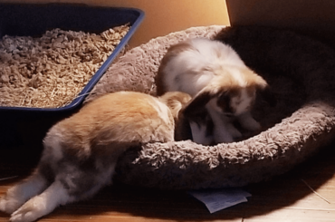 Hoppy & Floppy AKA Flopz