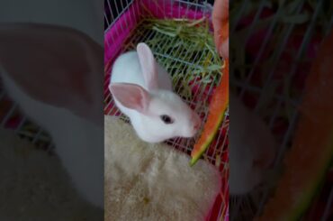 #rabbit #cute #bunny